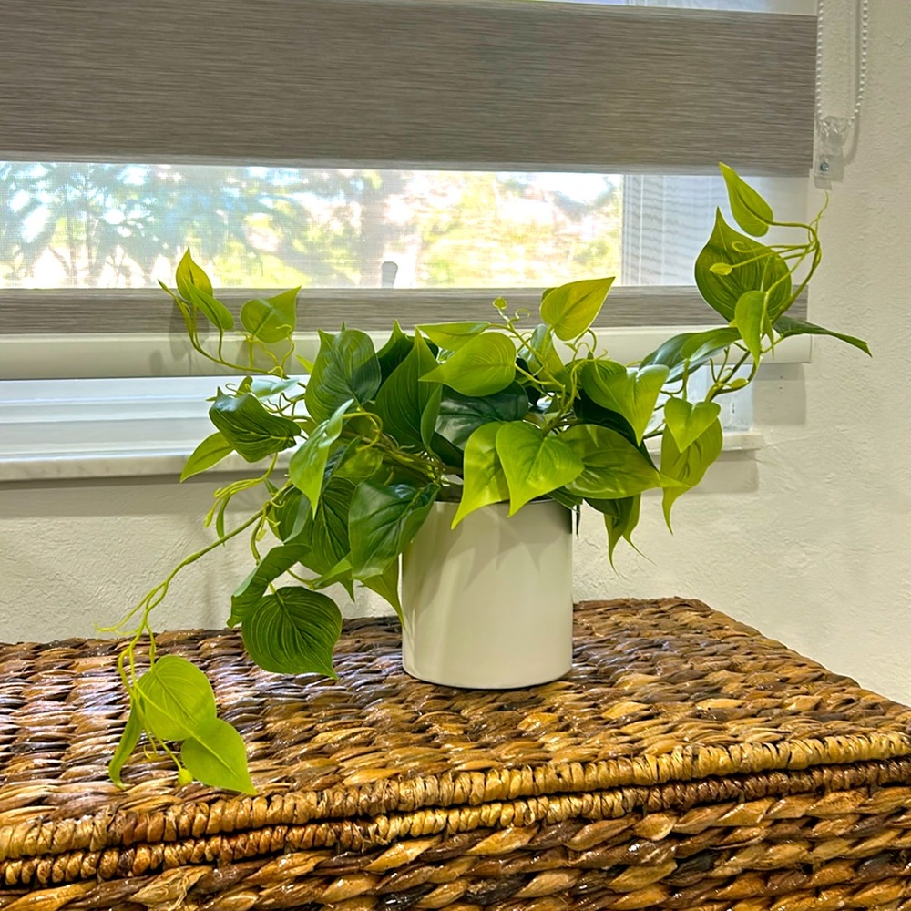 Small faux pothos plant 🪴